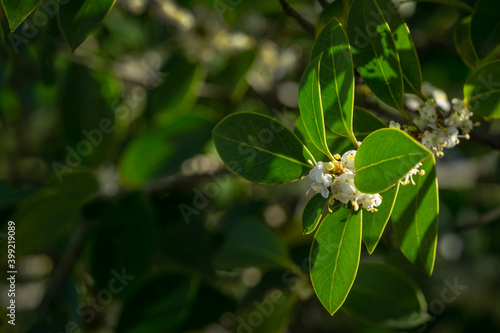 Osmanthus fragrans (sweet or fragrant olive) blossom in autumn Sochi. Close-up of small and delicate white flowers of Osmanthus tea olive