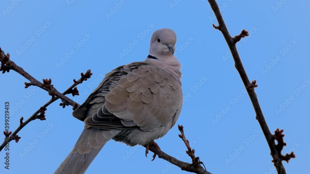 Beautiful wild grey pigeon watching and resting in branch of tree against clear blue sky in nature.Close up shot. Beautiful wild grey pigeon watching and resting in branch of tree against clear blue sky in nature.Close up shot.