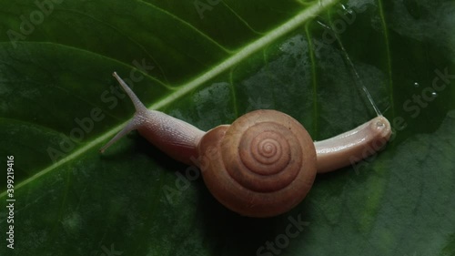 snail on a green leaf