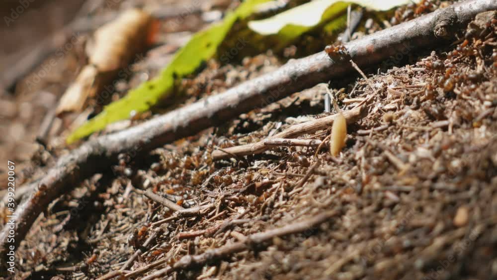 A colony of ants is building an anthill in a summer forest. A family of insects in a bustle crawl from side to side feeling the change in weather conditions A colony of ants is building an anthill in a summer forest. A family of insects in a bustle crawl from side to side feeling the change in weather conditions