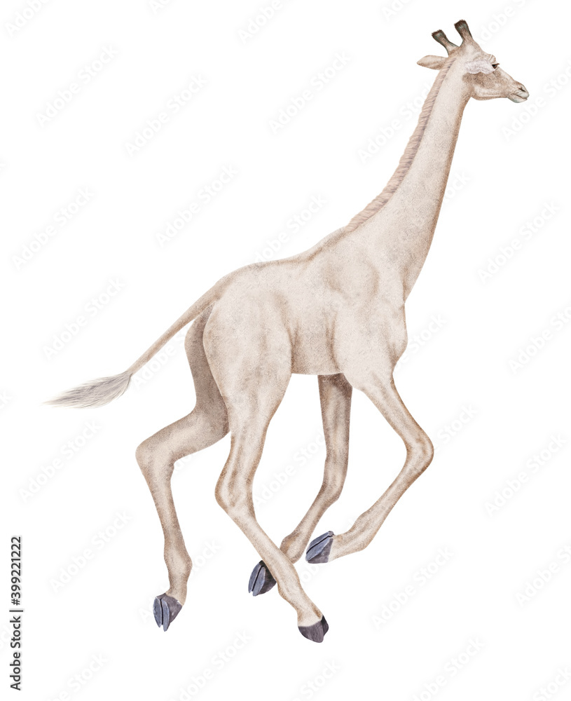 Obraz premium girafe, blanche, , galopant, animal, isolé, mammifère, blanc, cou, sauvage, faune, jardin zoologique, safari, haute, nature, brun, allongé, fond blanc, jeune, tête, debout, animal, marchant, bébé, h