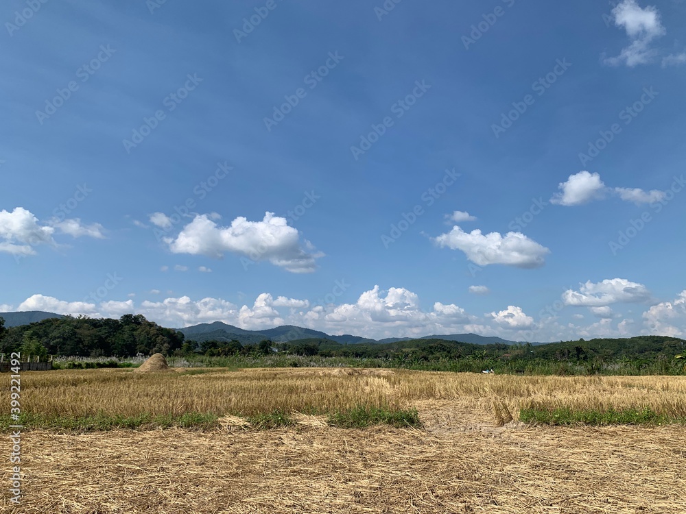 The harvested rice fields under the blue sky with cloud