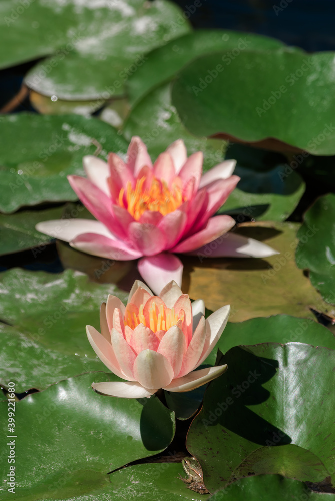 Hybrid Waterlily (Nymphaea hybridum) in park Hybrid Waterlily (Nymphaea hybridum) in park