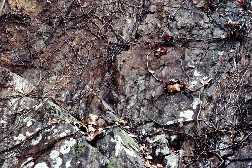 Dirty rock wall with many tree roots crawling / 多数の木の根が這う汚らしい岩壁 Dirty rock wall with many tree roots crawling / 多数の木の根が這う汚らしい岩壁
