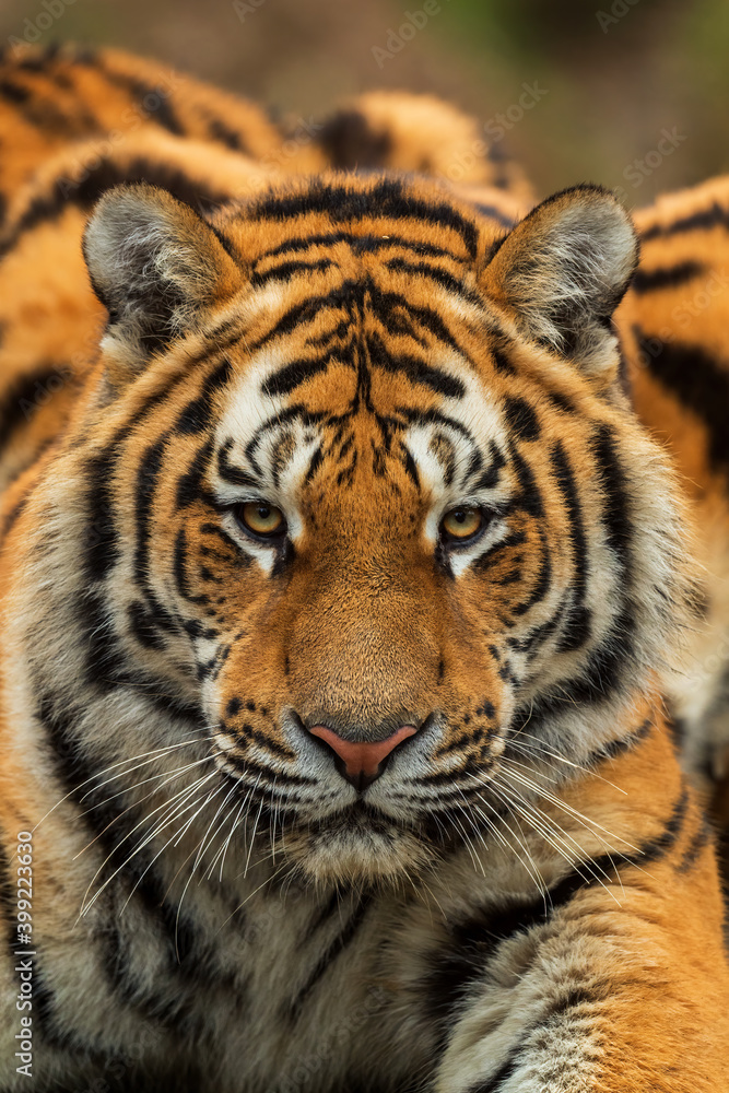 Siberian Tiger - Panthera tigris, beautiful large cat from Asian forests and woodlands, Russia. Siberian Tiger - Panthera tigris, beautiful large cat from Asian forests and woodlands, Russia.
