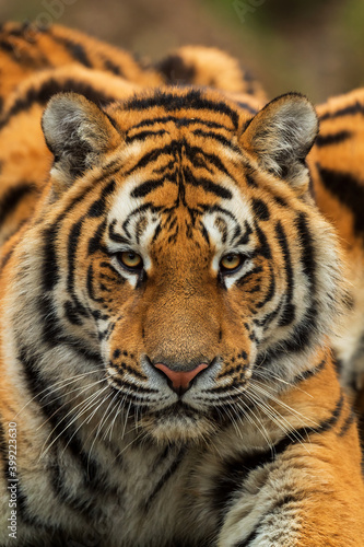 Siberian Tiger - Panthera tigris  beautiful large cat from Asian forests and woodlands  Russia.