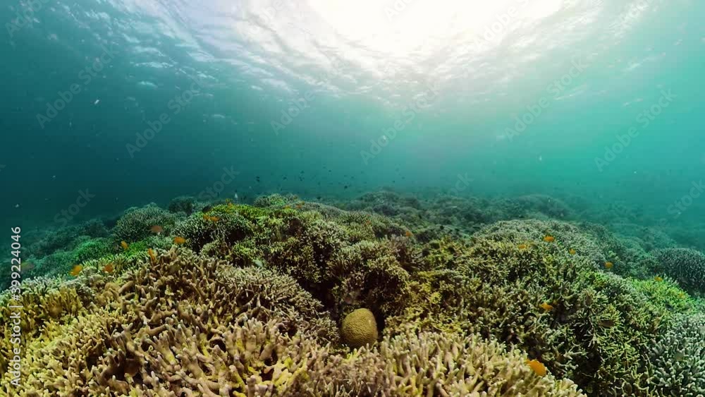 Beautiful underwater landscape with tropical fishes and corals. Life coral reef. Camiguin, Philippines. Beautiful underwater landscape with tropical fishes and corals. Life coral reef. Camiguin, Philippines.