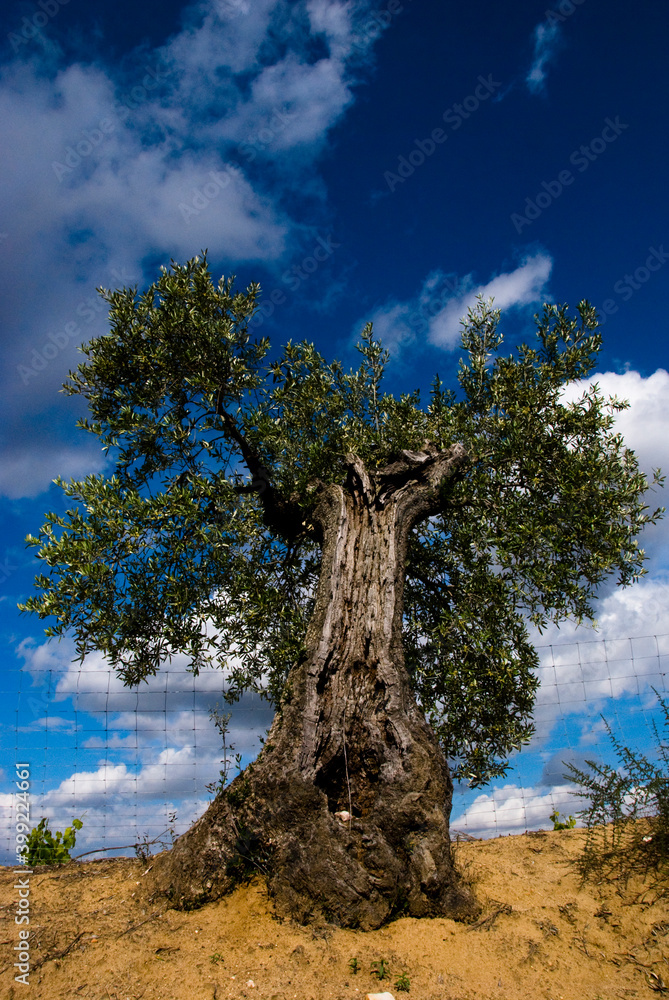 Obraz premium Old Olive tree in Spain