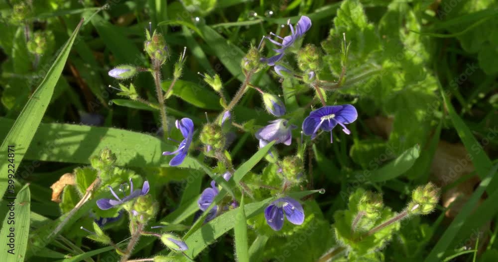 Germander speedwell, Compton Abbas, Dorset, UK Germander speedwell, Compton Abbas, Dorset, UK