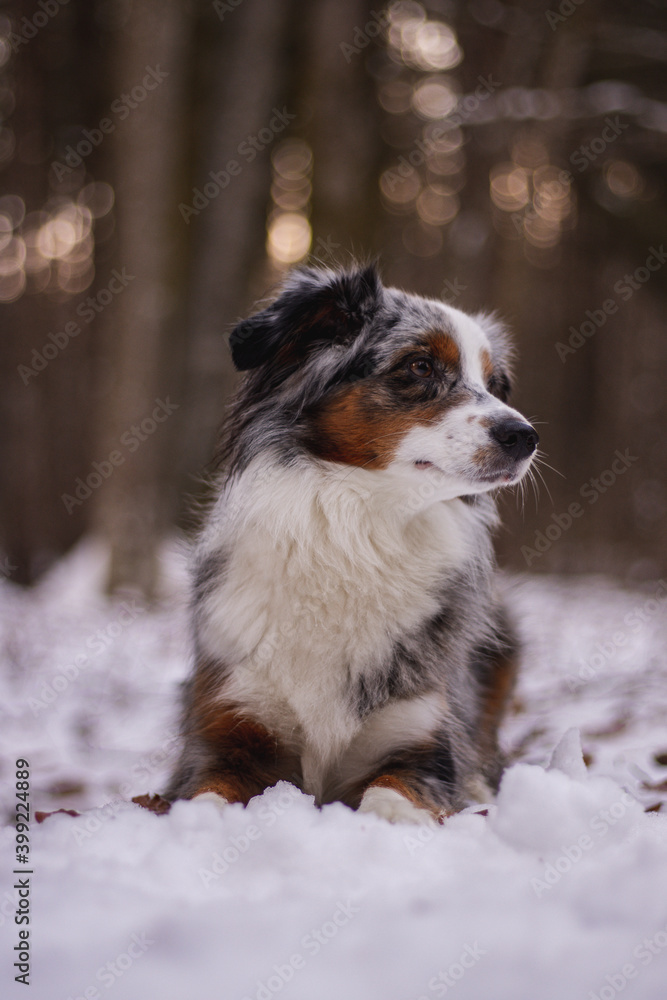 Kleiner Hund im Schnee