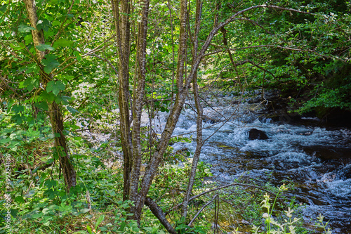 River flowing through the forest