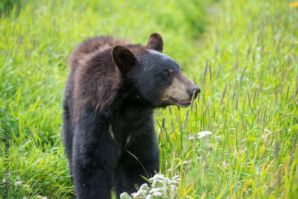 Black Bear in Alaska wilderness. Black Bear in Alaska wilderness.