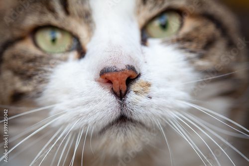 Close up portrait of a tabby and white cat with green eyes. High quality photo
