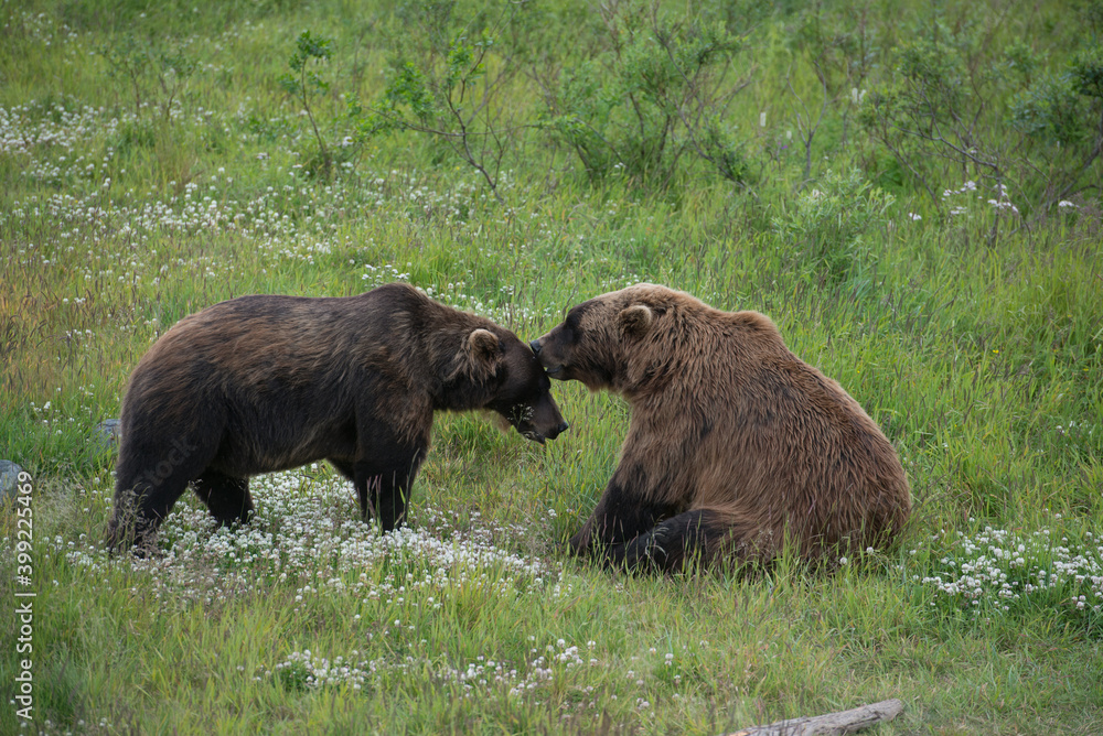 Two bears in Alaska cuddling and touching faces. Two bears in Alaska cuddling and touching faces.