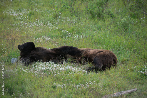 Two bears in Alaska cuddling and rolling around.