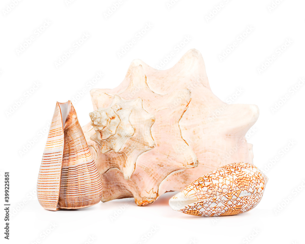Three seashells isolated on white background. Close-up. Three seashells isolated on white background. Close-up.