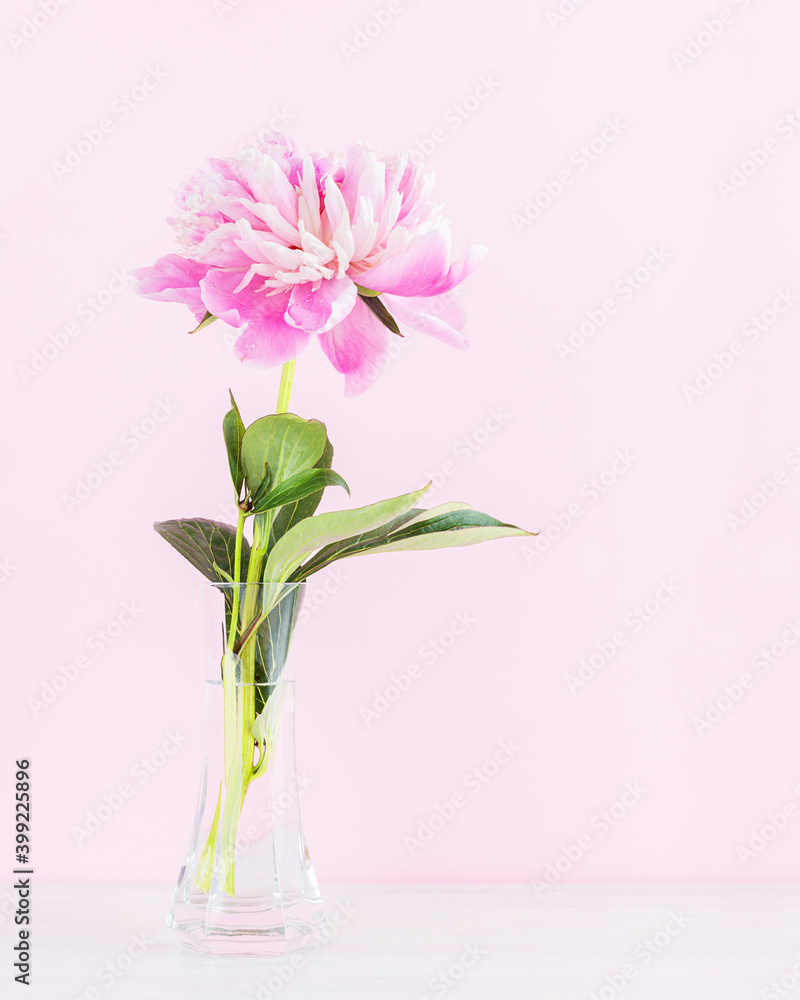 Blooming peony flower in a glass vase on a table on a pale pink background. Copy space. Close-up.  Mother's Day, March 8, Women's Day, wedding, Valentine's Day concept.