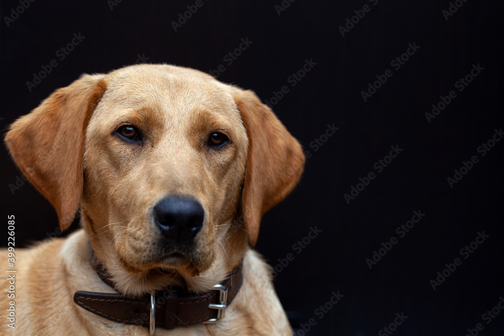 Blonde Labrador retriever dog portrait. High quality photo Blonde Labrador retriever dog portrait. High quality photo