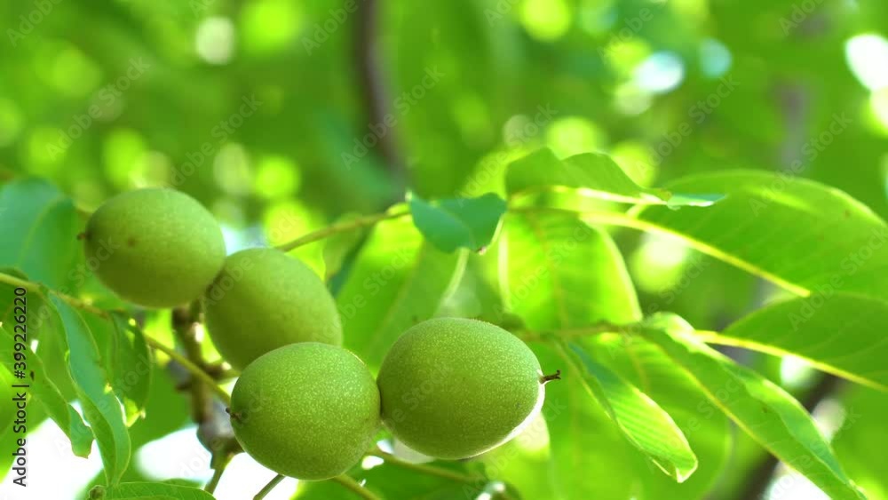 Closeup view 4k video of several fresh green walnuts growing on tree branches isolated on sunny sky background. Closeup view 4k video of several fresh green walnuts growing on tree branches isolated on sunny sky background.