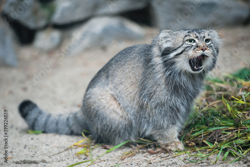 Photography Pallas's cat (Otocolobus manul)