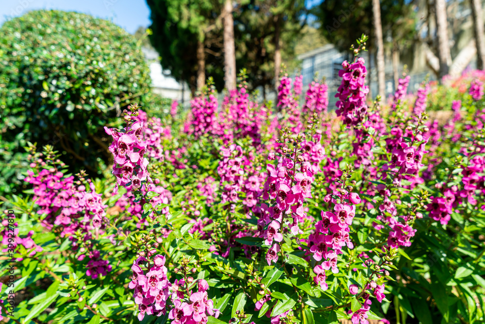 flower decoration in the home garden