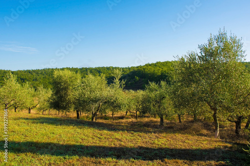 Olive trees near the village of Murlo, Siena Province, Tuscany, Italy in the late afternoon
 photo