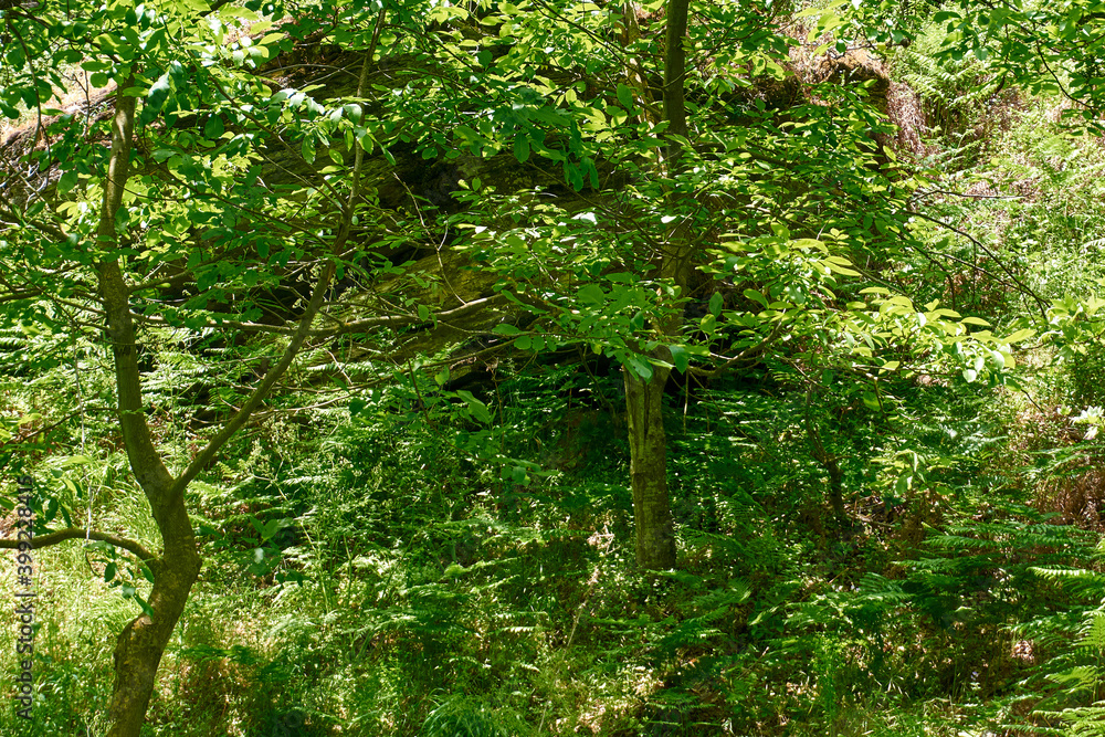 Beautiful green forest in a sunny day Beautiful green forest in a sunny day