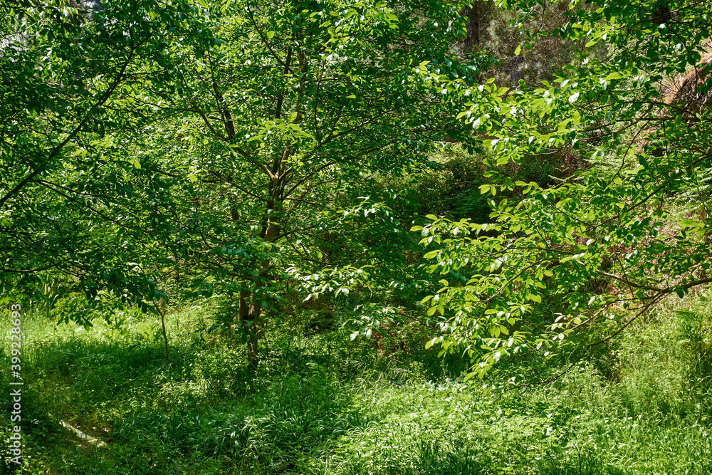 Beautiful green forest in a sunny day Beautiful green forest in a sunny day