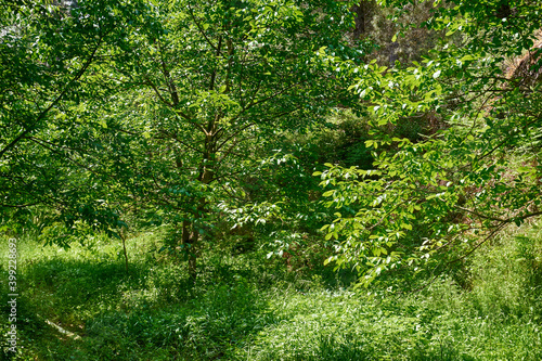 Fototapeta Naklejka Na Ścianę i Meble -  Beautiful green forest in a sunny day