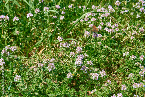 Wild thyme flowers in close up