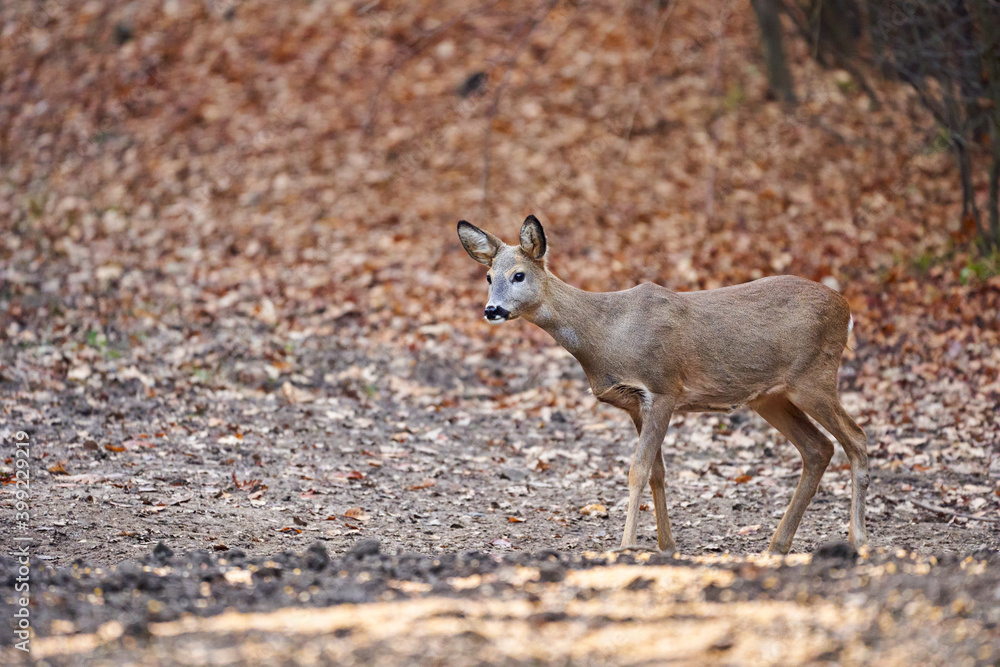 Fototapeta premium Roe deer in the forest
