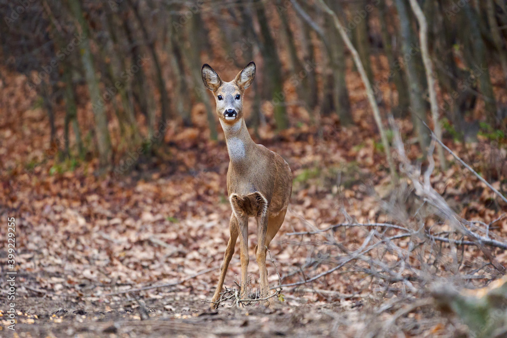 Fototapeta premium Roe deer in the forest