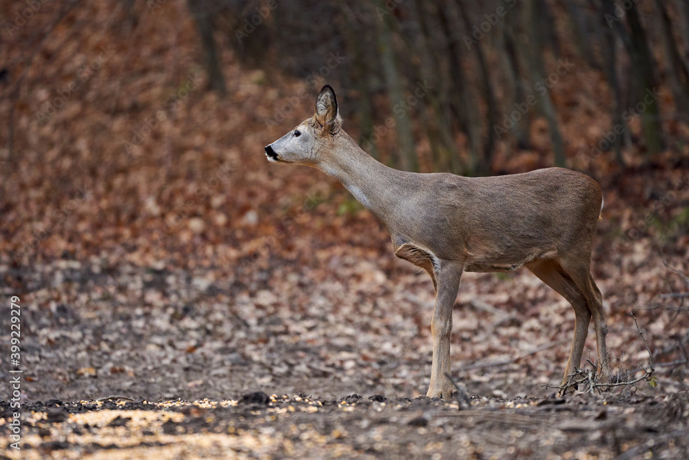 Roe deer in the forest Roe deer in the forest