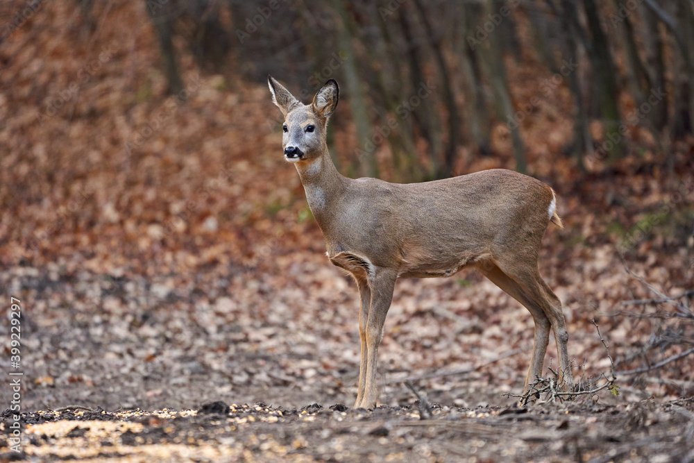 Roe deer in the forest Roe deer in the forest