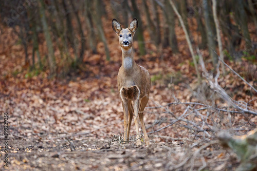Fototapeta Naklejka Na Ścianę i Meble -  Roe deer in the forest