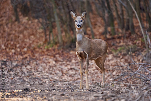 Tela Roe deer in the forest