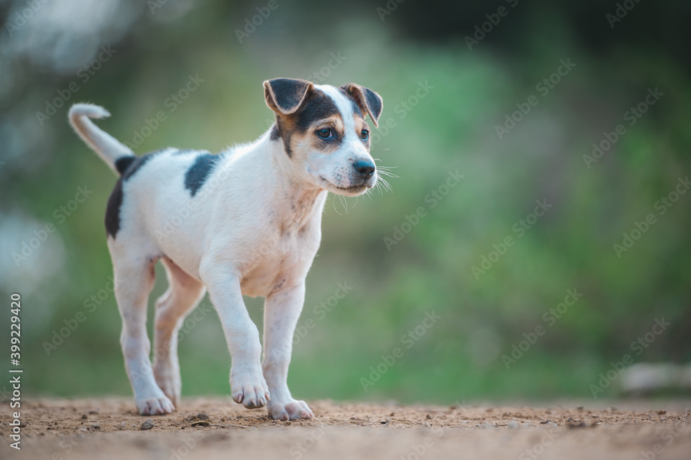 Thai white little dog walking alone on the street. Thai white little dog walking alone on the street.