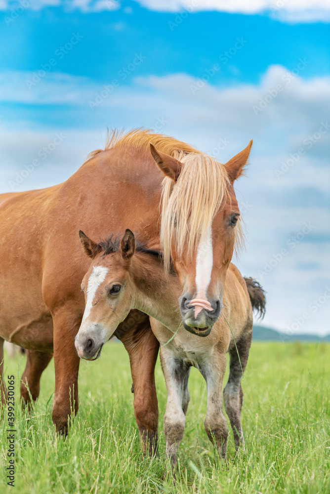 Portrait of a horse and a foal on a green field in cloudy weather. Portrait of a horse and a foal on a green field in cloudy weather.
