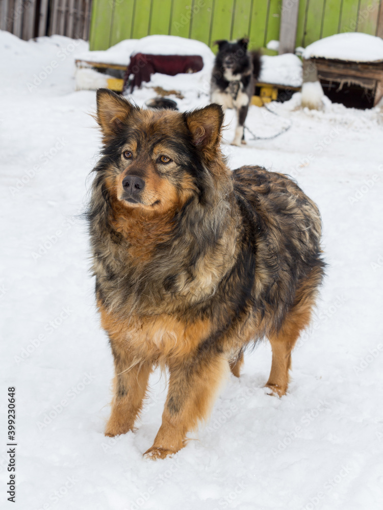 A mongrel big dog in a dog shelter on the white snow background A mongrel big dog in a dog shelter on the white snow background