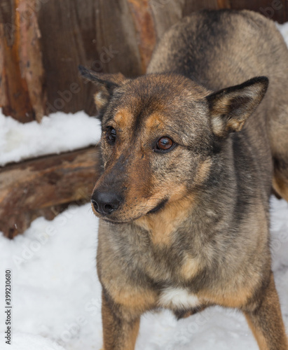 A sad mongrel dog in a dog shelter