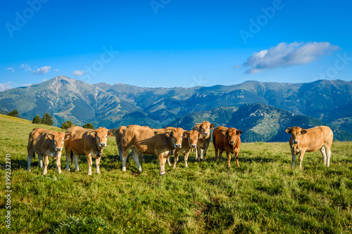 Cows grazing in the high mountains (looking at the camera). © zkcristian