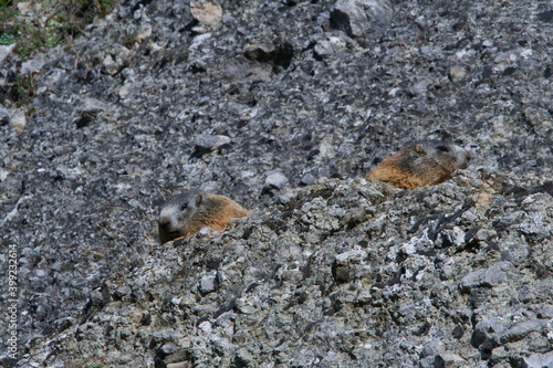 Murmeltiere im Herbst in den Alpen