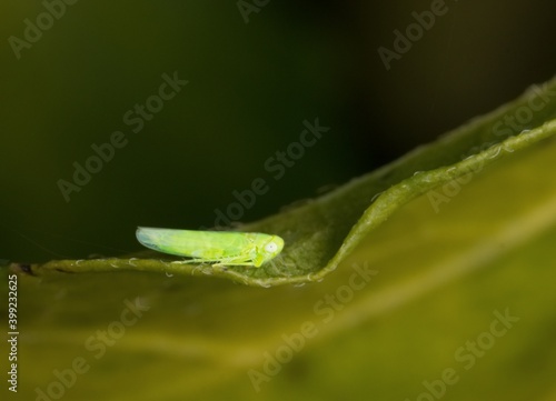 insect Empoasca vitis pidikřísek on a leaf © Tomas