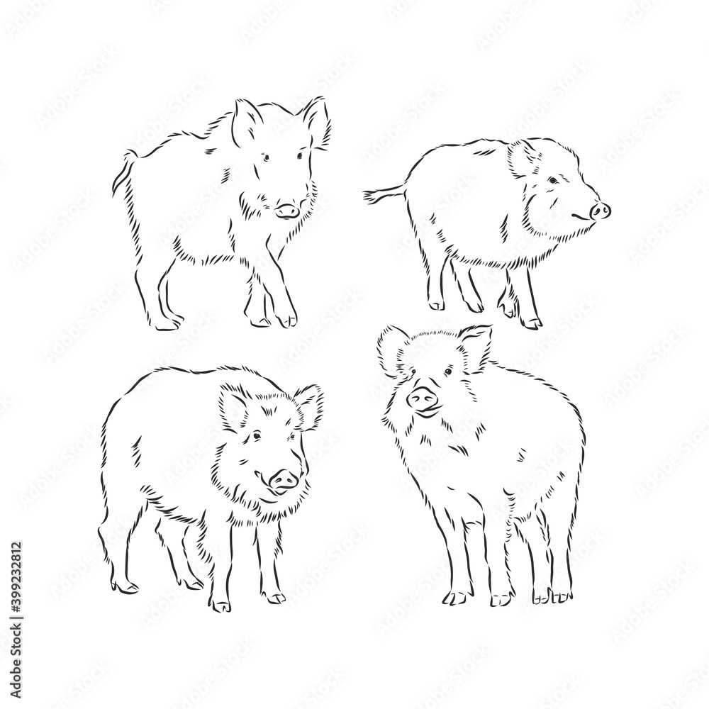 Wild boar, vector hand-drawn modern illustration. wild boar vector sketch illustration