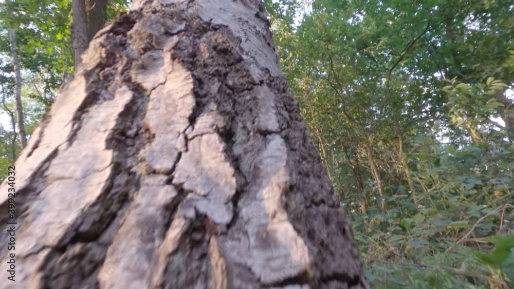 Ascending a big tall tree in the forest, similar to a squirrel. High quality 4k footage Ascending a big tall tree in the forest, similar to a squirrel. High quality 4k footage