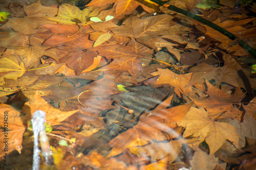 Fototapeta el estaque