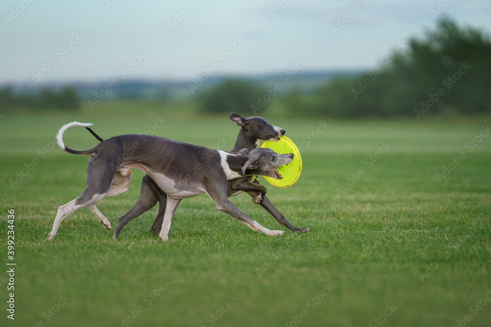 two greyhound dogs run on the lawn. Whippet plays on grass. Active pet two greyhound dogs run on the lawn. Whippet plays on grass. Active pet