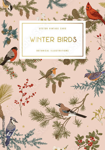 Vintage vector card. Winter birds. Botanical illustrations. Сoral color