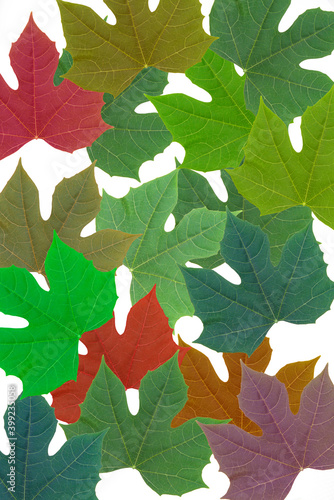 Colorful autumn leaves on white background