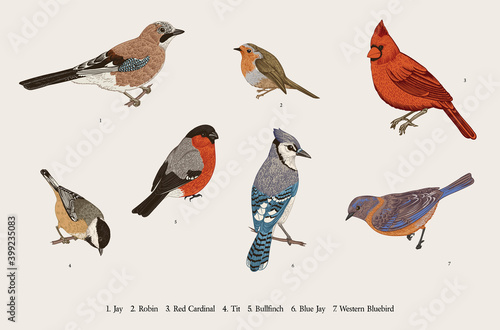 Winter Birds. Set. Tit, Robin, Jay, Blue jay, Bullfinch, Bluebird, Red cardinal. Vector vintage illustration. Colorful